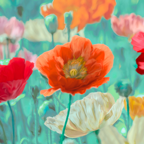 Cynthia Ann, Poppies in Bloom I