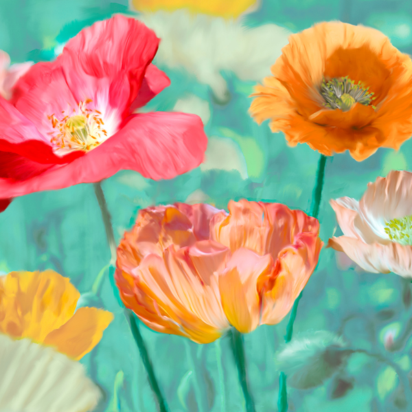 Cynthia Ann, Poppies in Bloom II