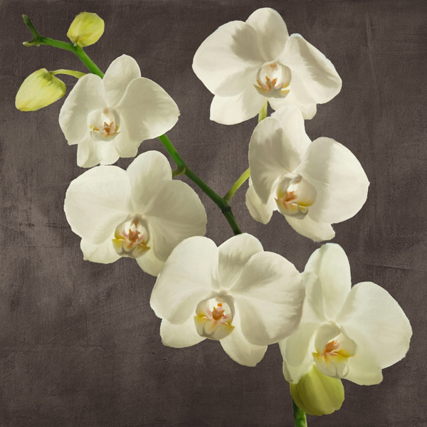 Andrea Antinori, Orchids on Grey Background I