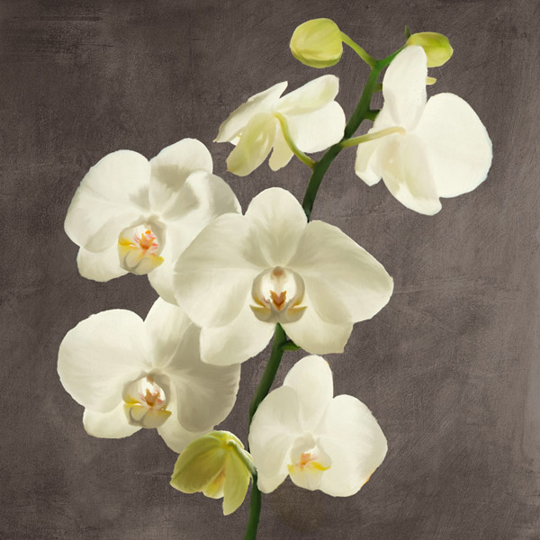 Andrea Antinori, Orchids on Grey Background II