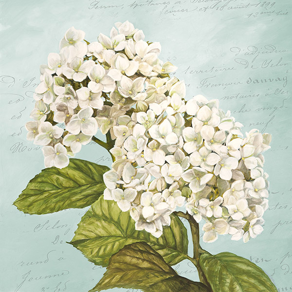 Remy Dellal, Hydrangeas III (Aqua)