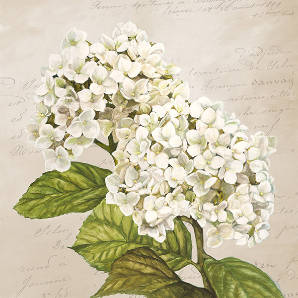 Remy Dellal, Hydrangeas III (Neutre)