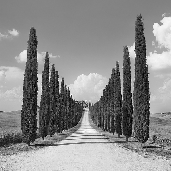 Frank Krahmer, Cypress alley, San Quirico d'Orcia, Tuscany (detail)