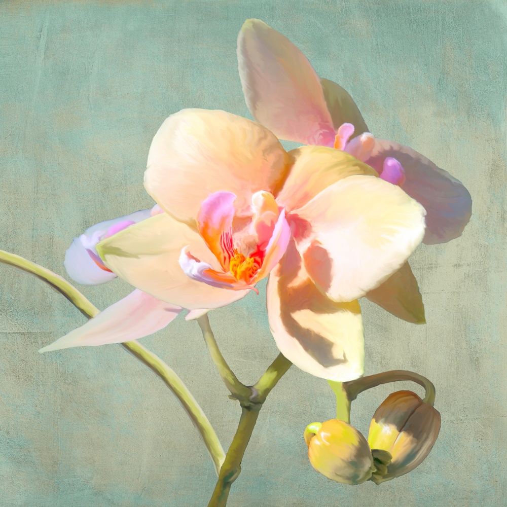 Luca Villa, Jewel Orchids II