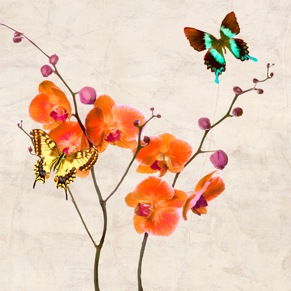 Teo Rizzardi, Orchids & Butterflies I