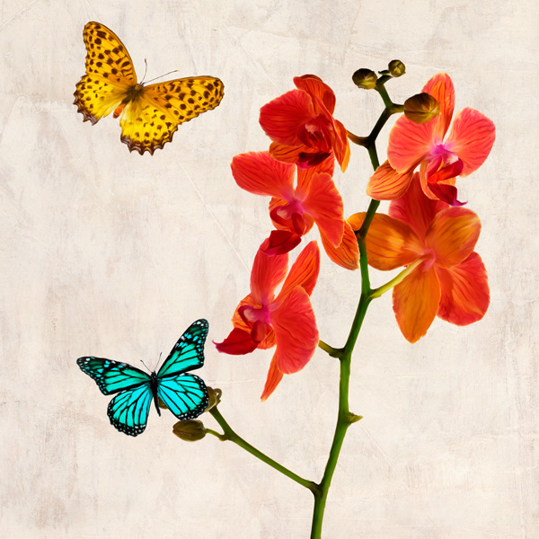 Teo Rizzardi, Orchids & Butterflies II
