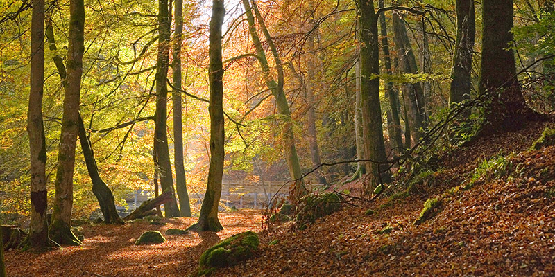 Anonymous, Autumn beech woods, Birks o'Aberfeldy