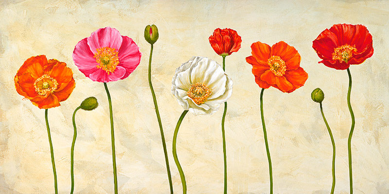 Cynthia Ann, Coquelicots