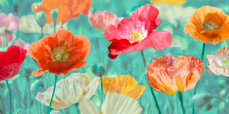 Cynthia Ann, Poppies in Bloom