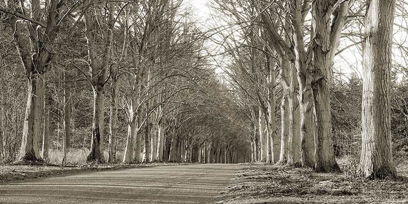 Anonymous, Tree Lined Road, Norfolk, UK