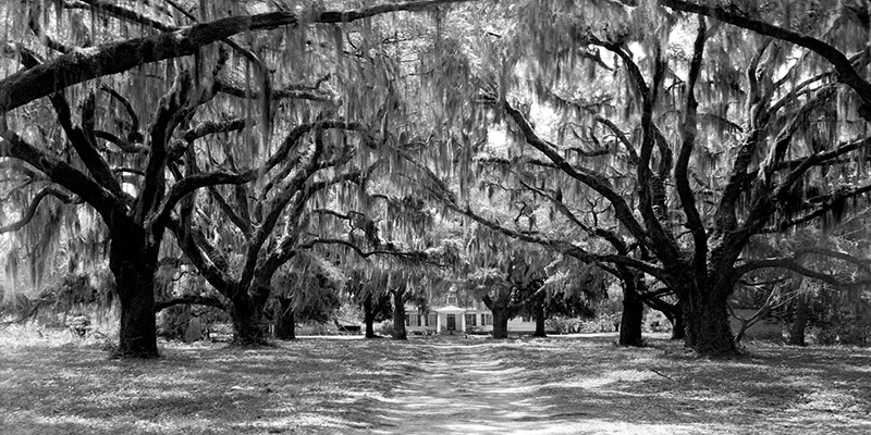 Anonymous, Avenue of oaks, South Carolina