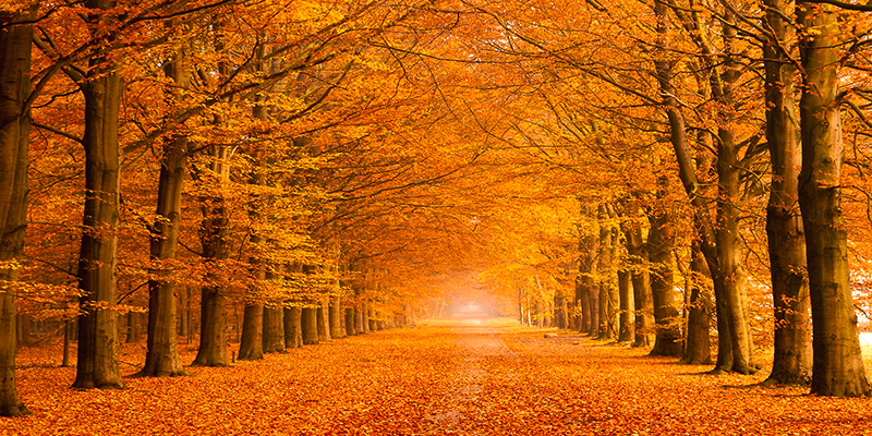 Pangea Images, Woods in autumn
