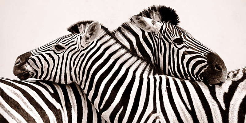 Anonymous, Zebras in love