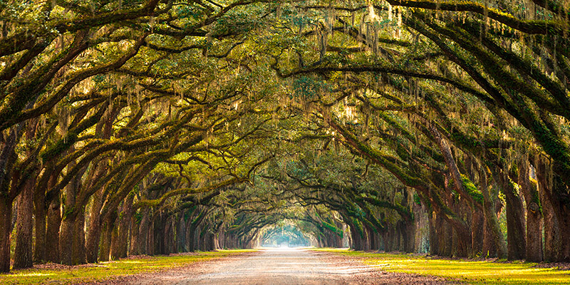 Anonymous, Path lined with oak trees