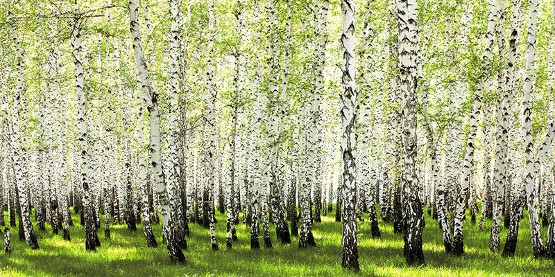Anonymous, Birch forest in spring