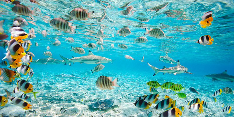 Pangea Images, Fish and sharks in Bora Bora lagoon