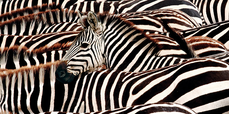 Pangea Images, Herd of zebras