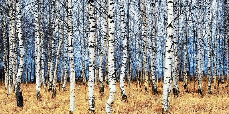 Oleg Znamenskiy, Birch grove in autumn