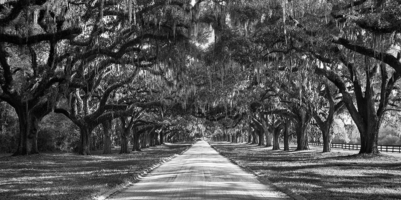 Anonymous, Tree lined plantation entrance, South Carolina