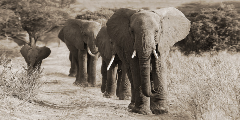 Anonymous, Herd of African Elephants, Kenya