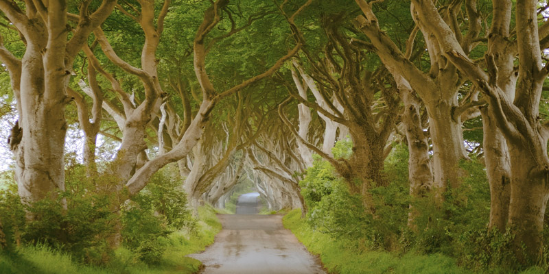 Pangea Images, The Dark Hedges, Ireland