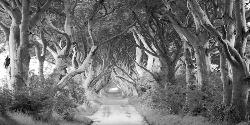 Pangea Images, The Dark Hedges, Ireland (BW)