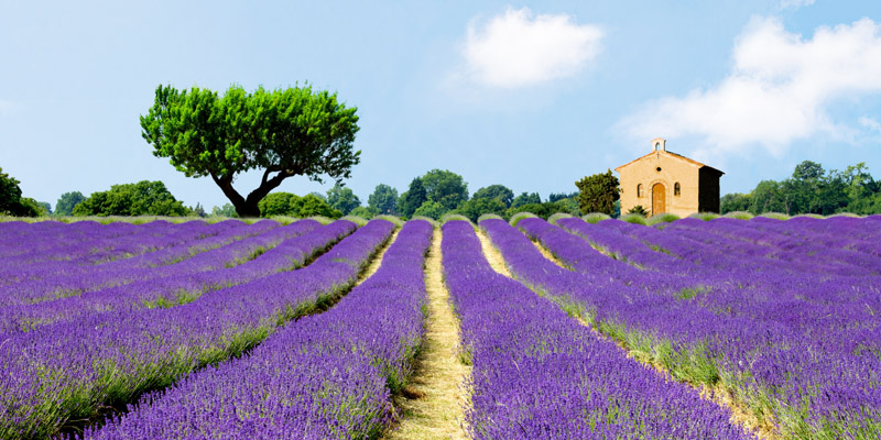 Pangea Images, Lavender Fields, France