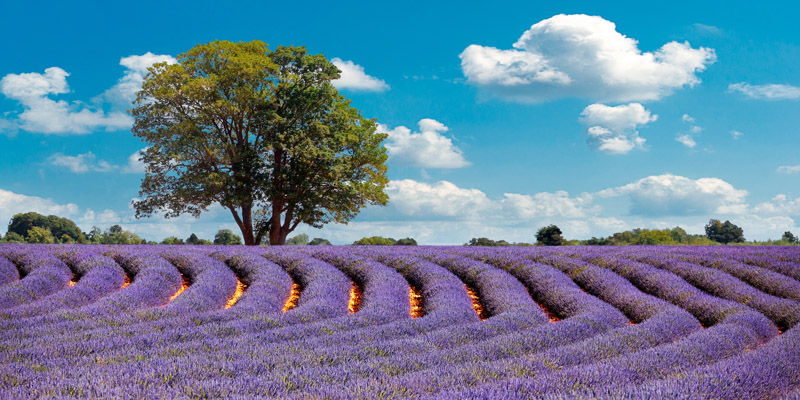 Pangea Images, Lavender Field in Provence, France