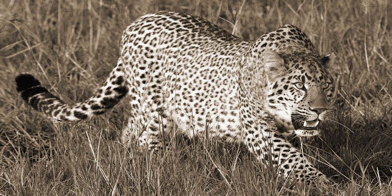 Pangea Images, Leopard hunting