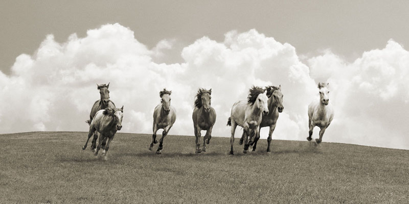 Pangea Images, Herd of wild horses (BW)