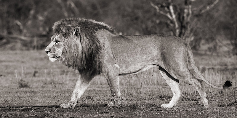 Pangea Images, Lion walking in African Savannah