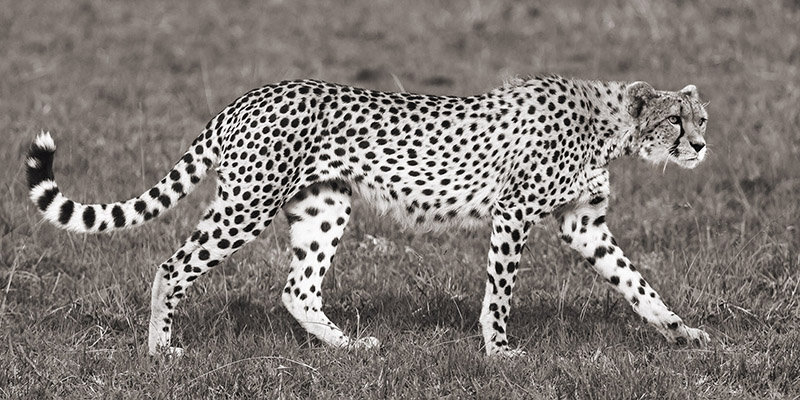Pangea Images, Cheetah Hunting, Masai Mara