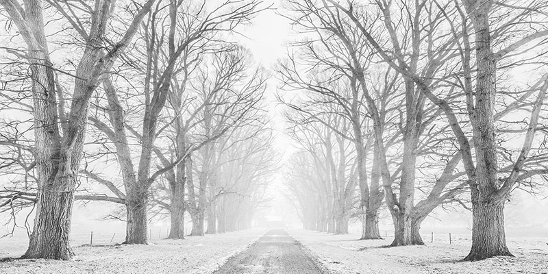 Pangea Images, Tree lined road in the snow
