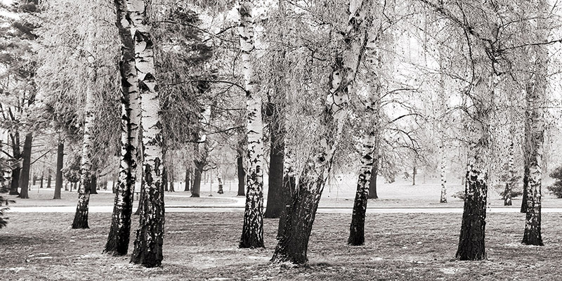 Pangea Images, Birches in a Park
