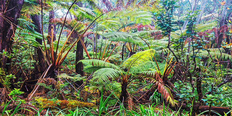 Pangea Images, Palm and fern forest, Hawaii (detail)