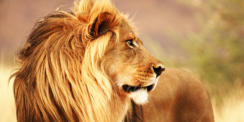 Anonymous, Male lion, Namibia (detail)