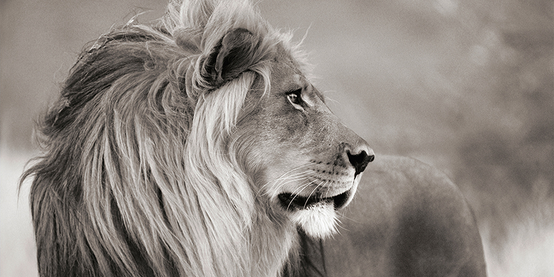 Anonymous, Male lion, Namibia (detail, BW)