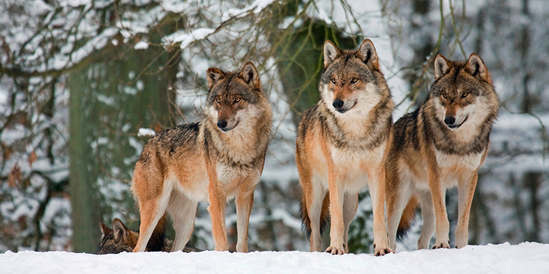 Anonymous, Wolves in the snow, Germany (detail)