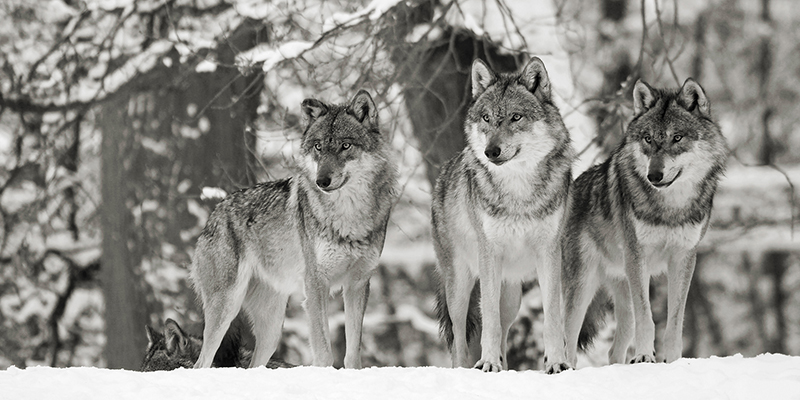 Anonymous, Wolves in the snow, germany (detail, BW)