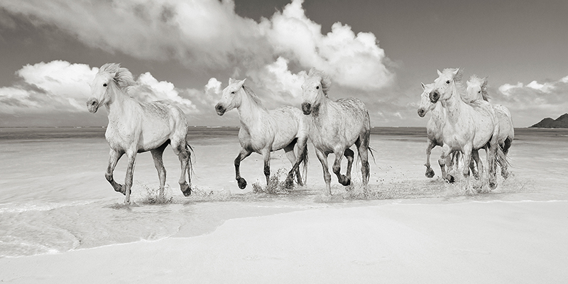 Pangea Images, Band of Brothers, Lanikai Beach, Hawaii (BW)