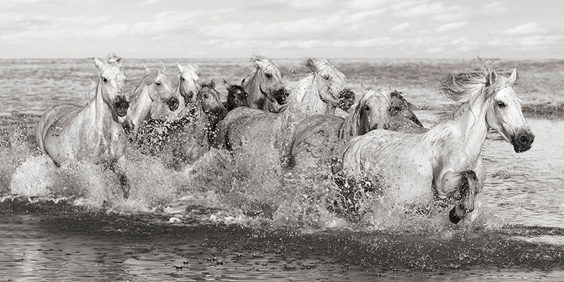 Pangea Images, Herd of Horses, Camargue
