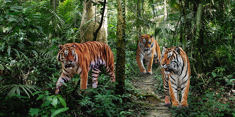Pangea Images, Bengal Tigers (detail)
