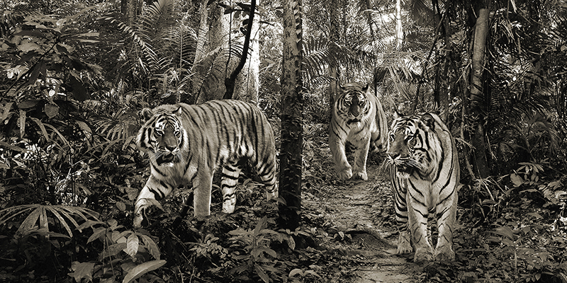 Pangea Images, Bengal Tigers (detail, BW)