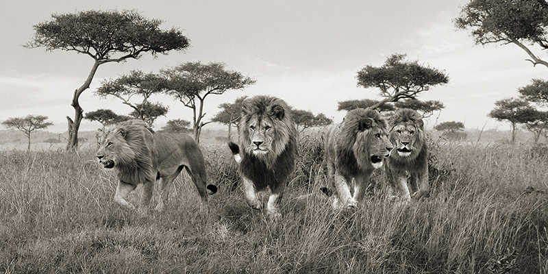 Pangea Images, Brothers, Masai Mara, Kenya (detail)