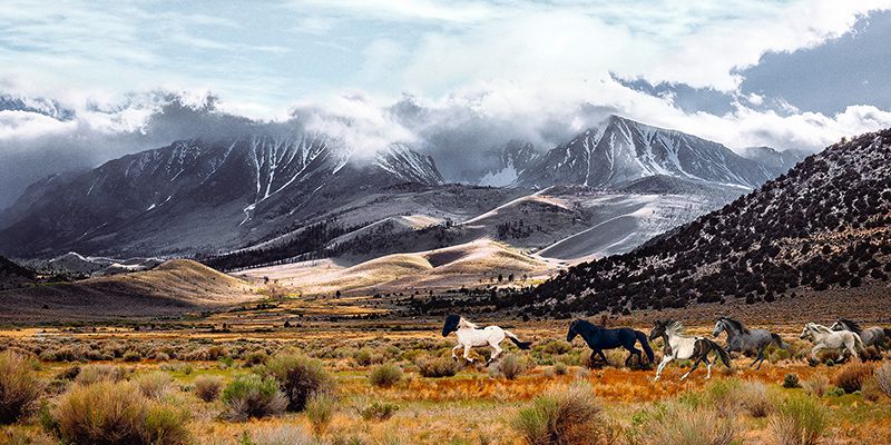 Pangea Images, Wild Horses, Mono Lake Natural Reserve, California