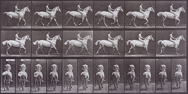 Eadweard Muybridge, Animal Locomotion