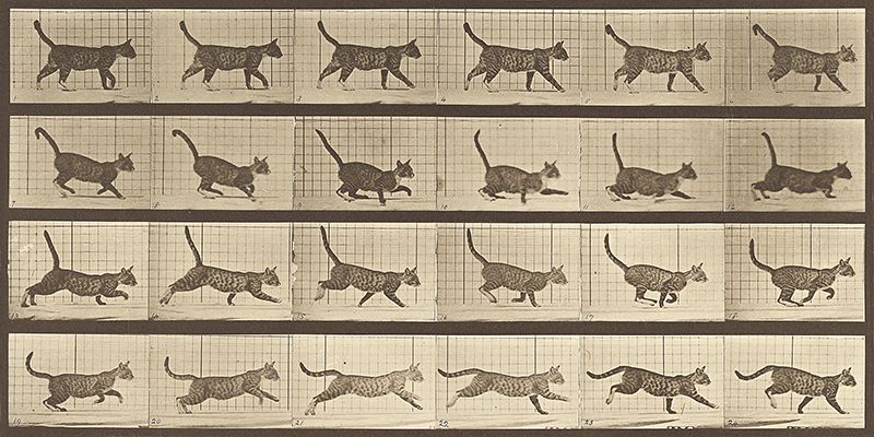 Muybridge Eadweard, Animal Locomotion: A Cat