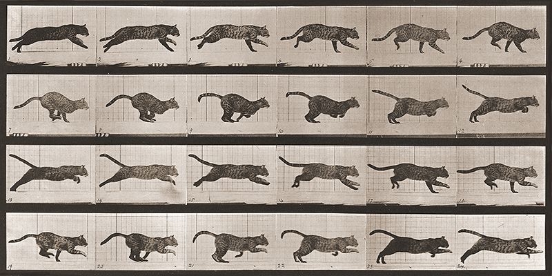 Eadweard Muybridge, Cat galloping, 1887