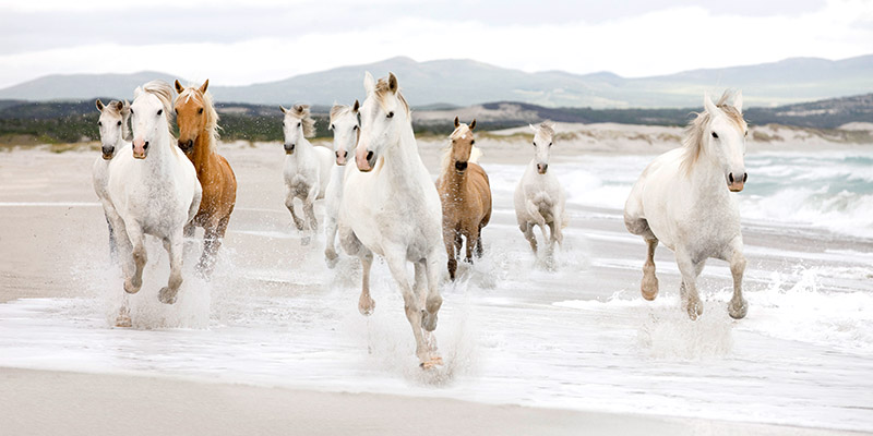 Zero Creative Studio, Horses on the beach (detail)