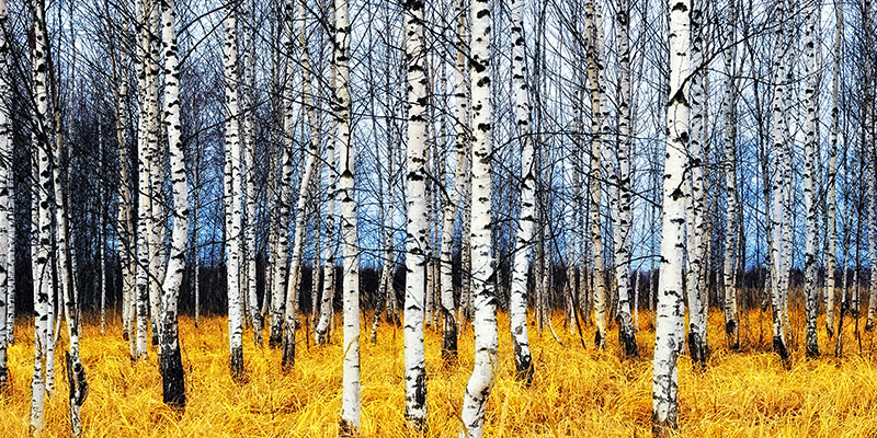Oleg Znamenskiy, Birch grove in autumn (detail)
